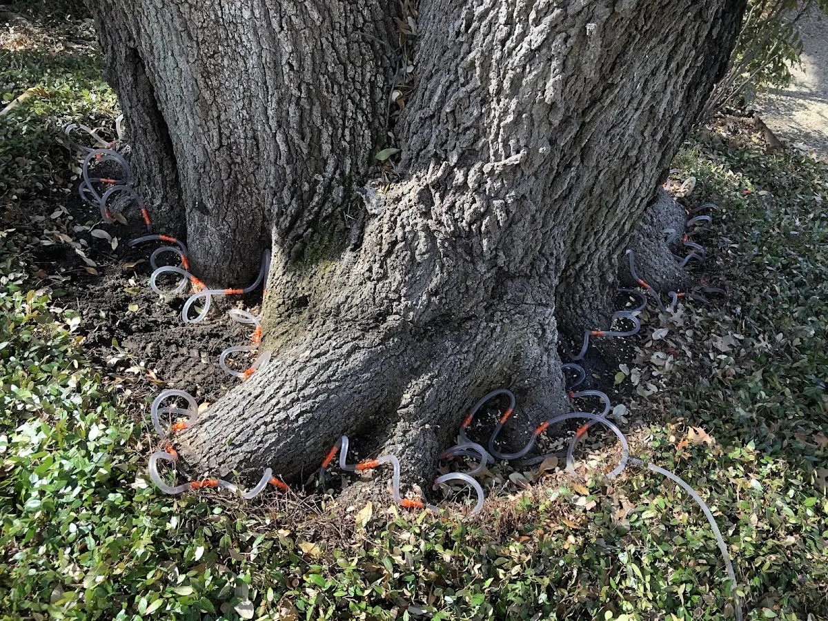 Detailed Tree Cabling and Bracing job site in Crooksville