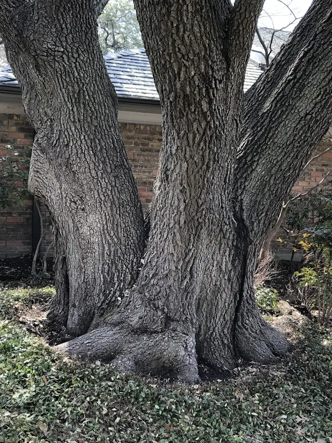 Mature heritage tree close to a Crooksville property cared for by certified arborists